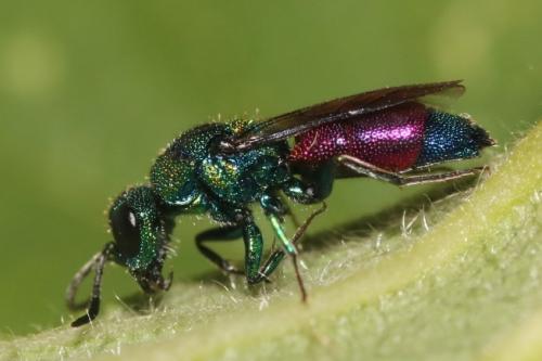Chrysis (insperata-rutilans)